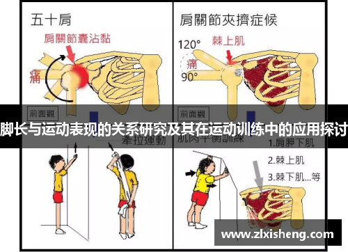 脚长与运动表现的关系研究及其在运动训练中的应用探讨